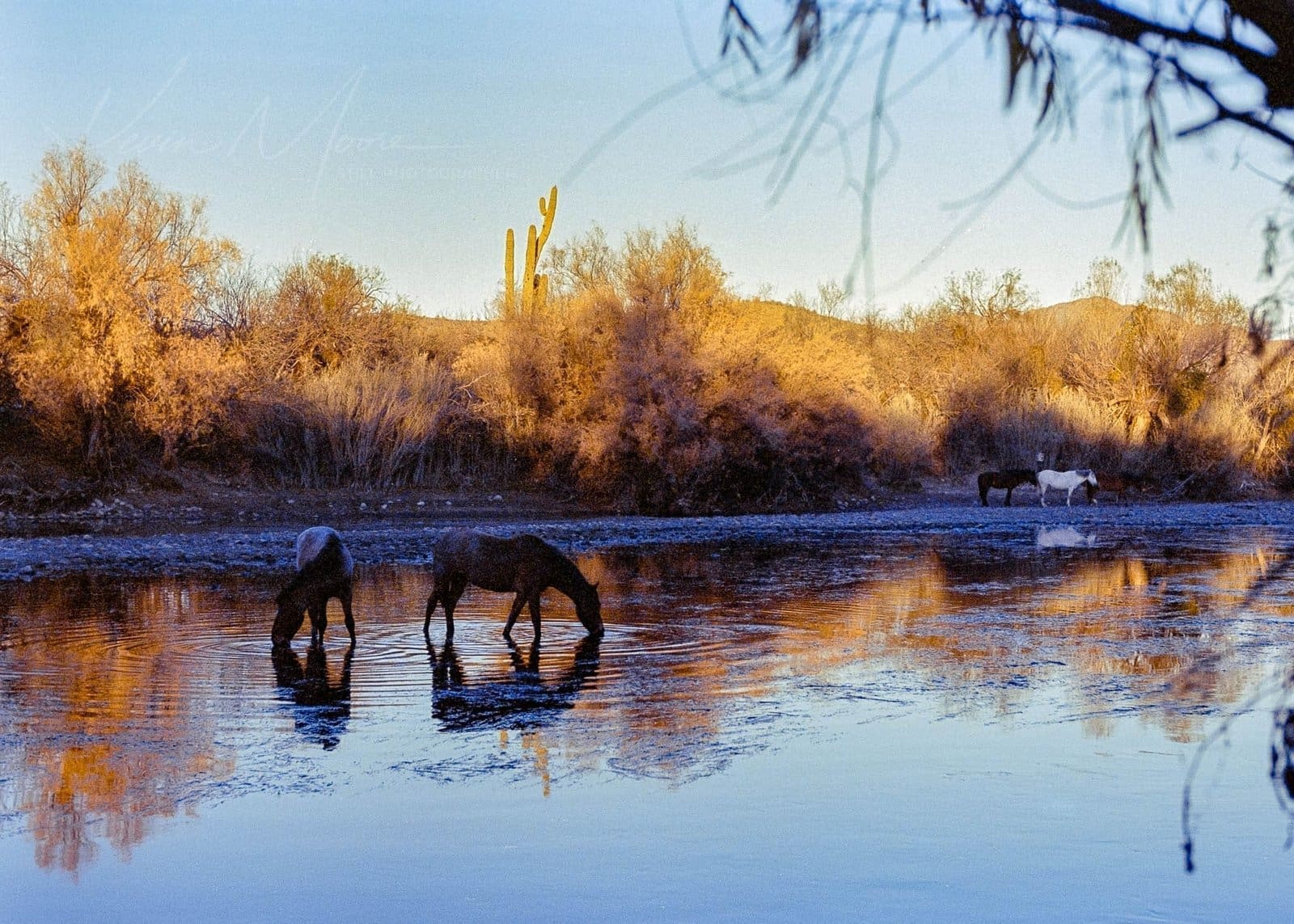 Tranquil scene of horses drinking at riverside bathed in warm golden hour glow.