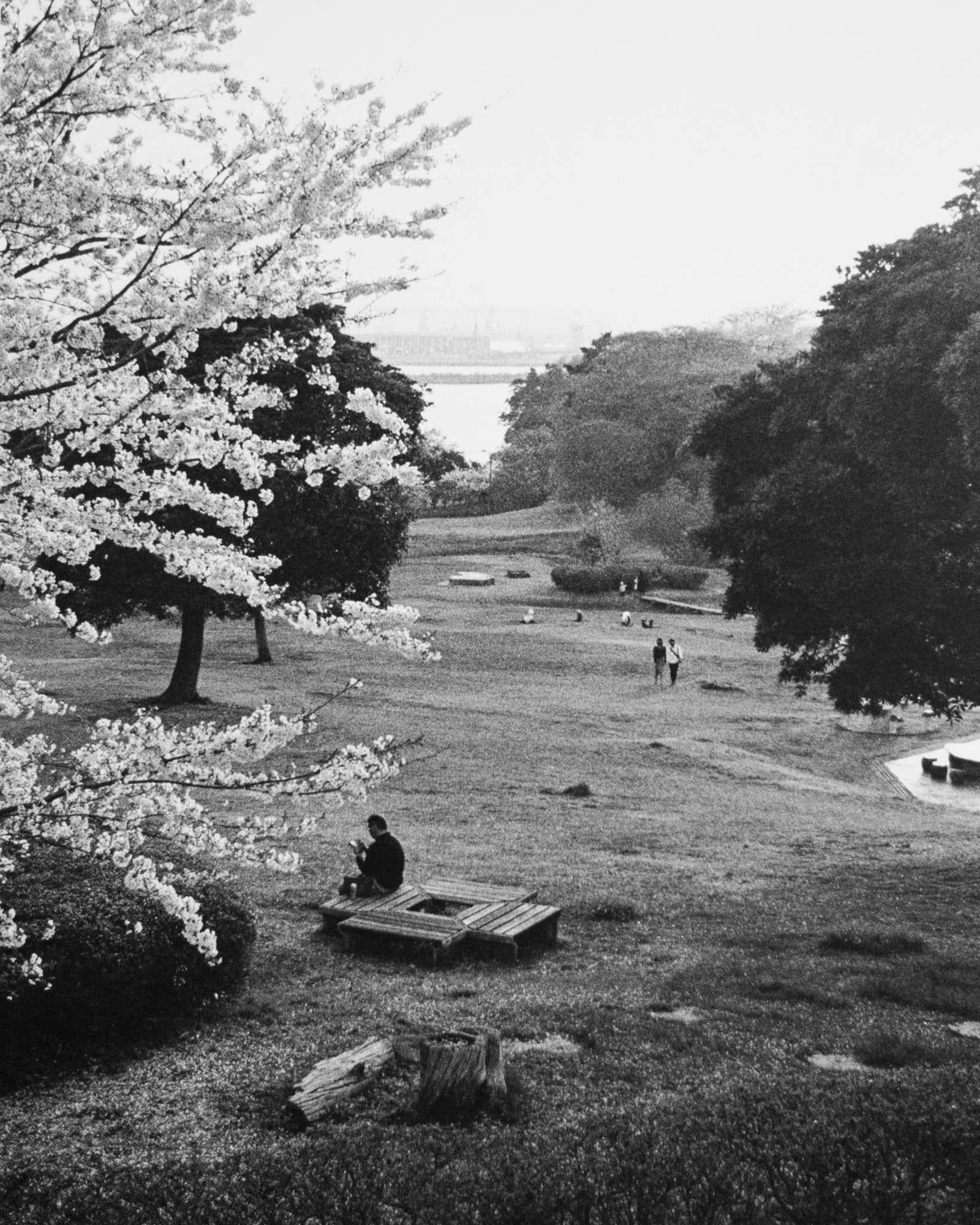 Serene park with blossoming tree and people relaxing, in monochrome.