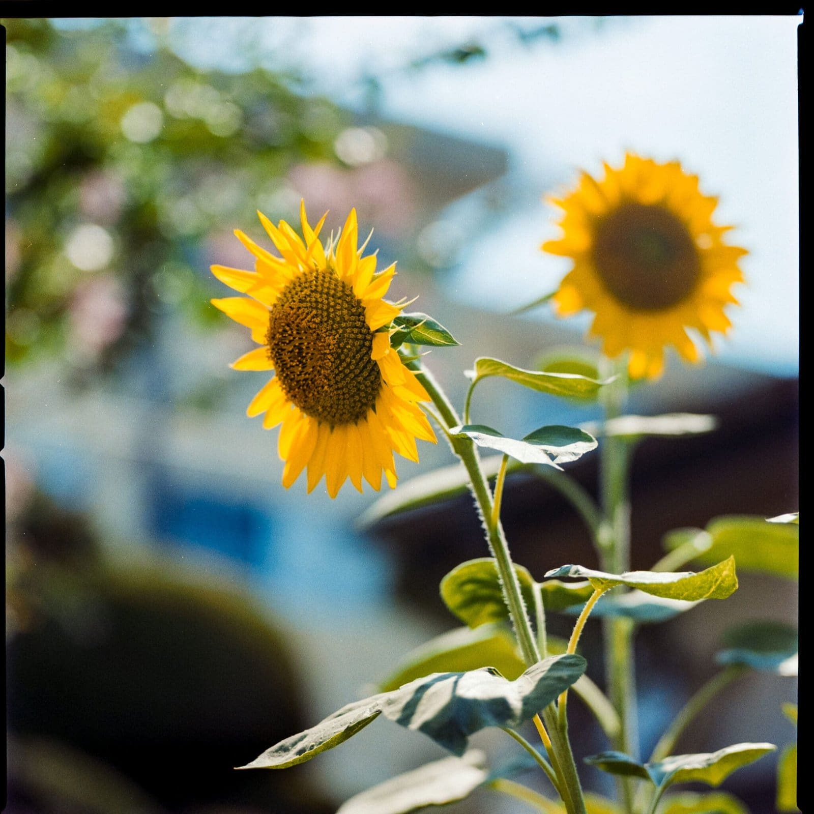 Sunflower Art Print — Negative