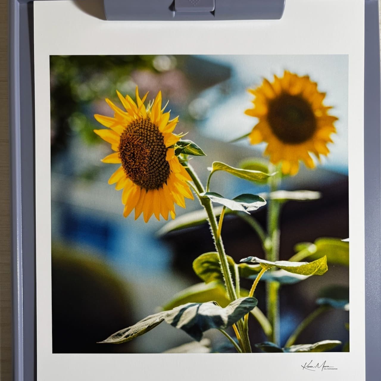 Sunflower Art Print — A4 Print under 6500k light